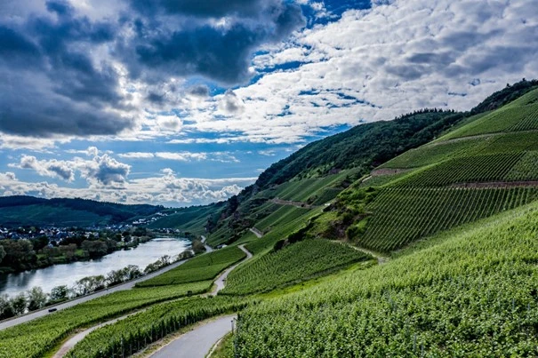 Alcoholvrije wijn - Weingut Schmitges vineyard